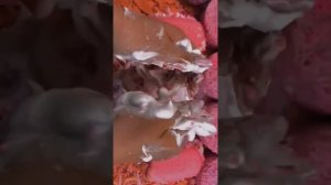 SCARY HISTORY📜
ДАША РОКС "МОЯ МЕТОДИКА"
2/3