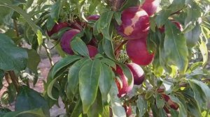 Слива Хироми Ред.