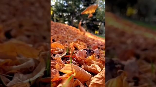 Осень.🍁 смотреть онлайн