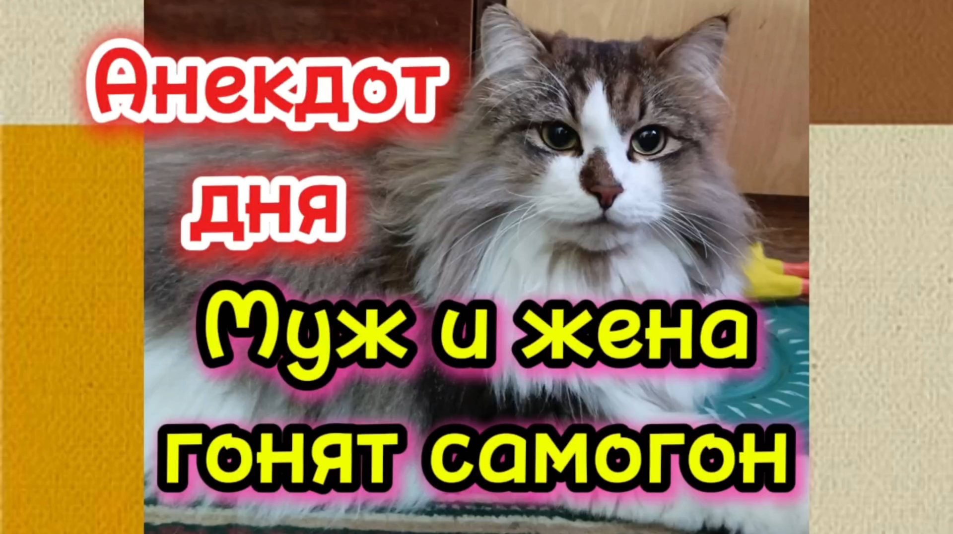 Анекдот дня. смотреть онлайн