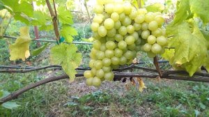 Гф Золотые купола селекции Калугина В. М с большими грозьдями и мускатом вкусом.