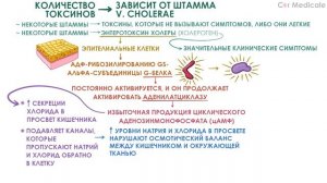 Холера - этиология, механизм, симптомы