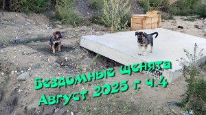 Бездомные щенята. Август 2025 г. ч.4