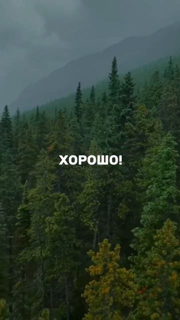 🌳 Если бы мы каждый раз сажали дерево… Думаем об этом и улыбаемся вместе с #dariart_юмор смотреть онлайн