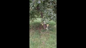 Осень-25 (яблоки)