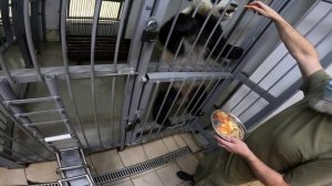 🐼 Тренинг маленькой звезды — панды Катюши!