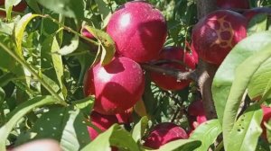 Нектарин Геа (Gea) на подвое Бест