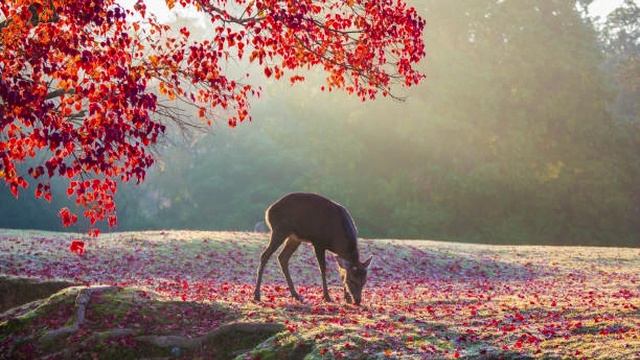 Елена Карпук Бабье лето виновато... смотреть онлайн