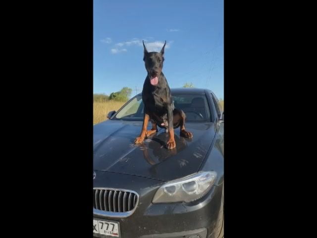 Собачий досуг