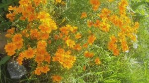 Бархатцы тонколистные