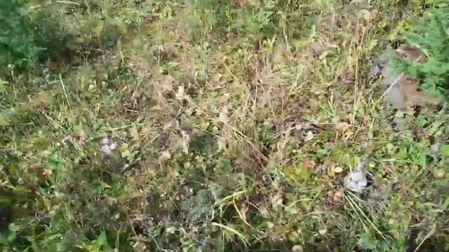 В лес за рыжиками 👍 смотреть онлайн