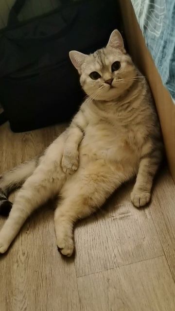 трамвай #трамвай #знакомство #прикол #юмор #смех  #смешные коты #кошкаСоня #кошка 17-09-2025