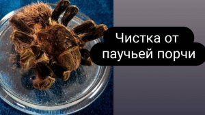 Ритуал _Чистка от паучьей порчи_#ритуал #паучья порча #чистка