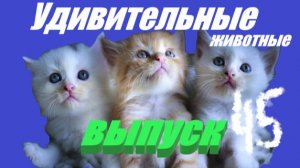 Удивительные животные выпуск 45 #юмор #животные