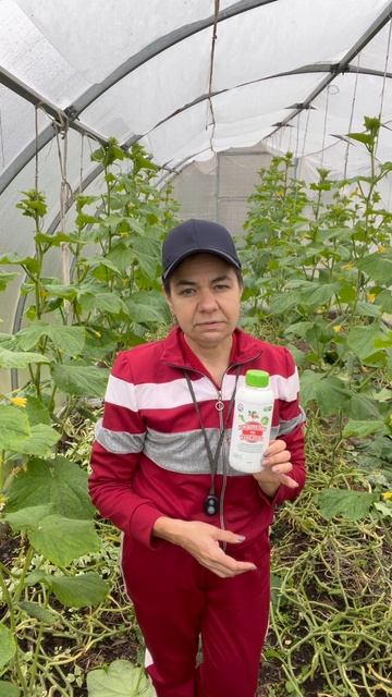 Обзор теплицы с огурцами в сентябре #огурцы #теплица #дача смотреть онлайн