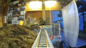 Железная дорога и кошки