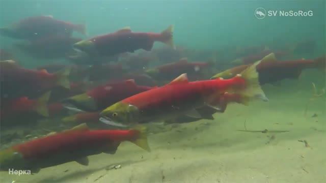 Почему мясо Нерки (Red salmon) — Oncorhynchus nerka имеет ярко красную окраску ? смотреть онлайн