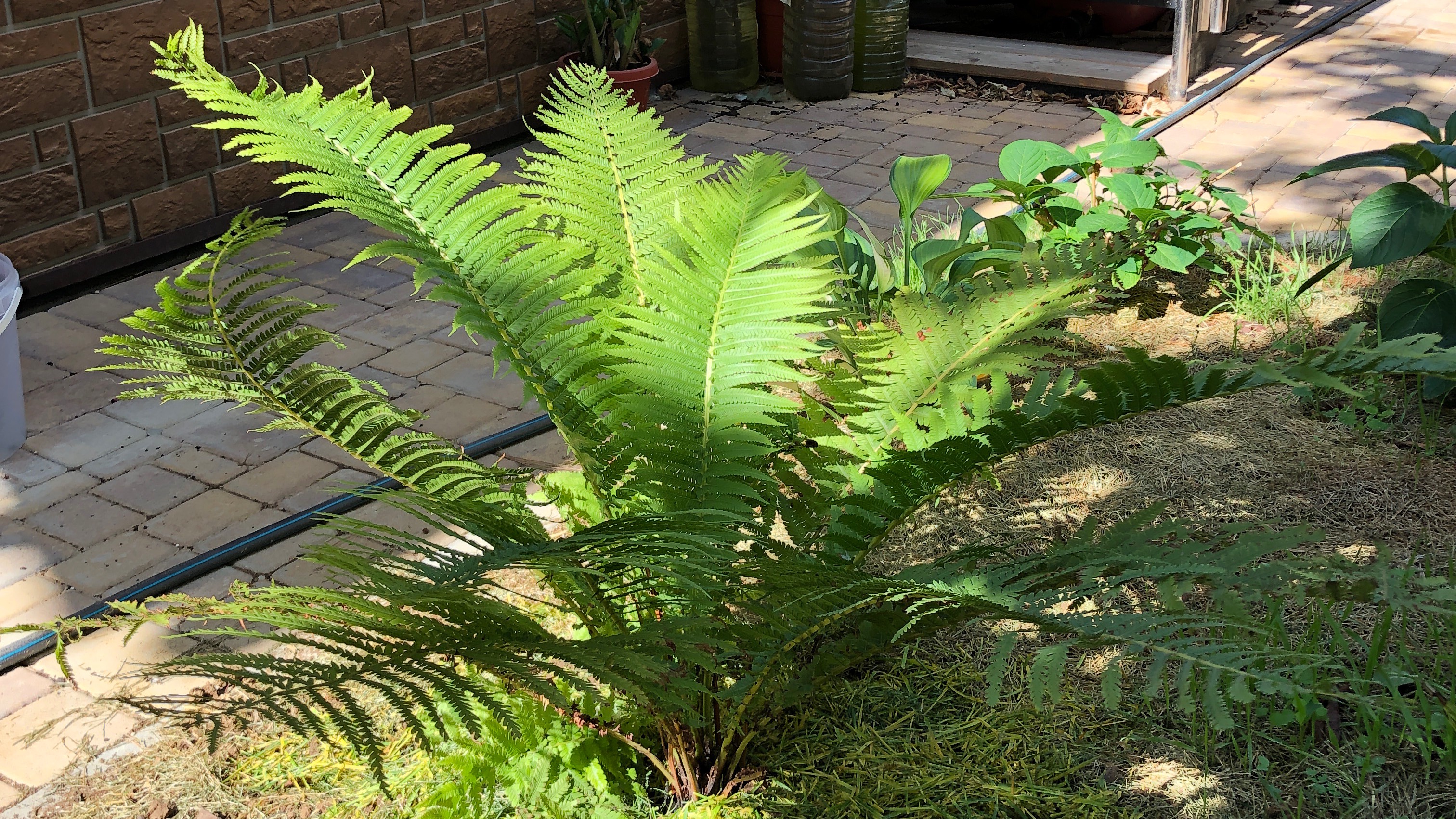 Страусник — эффектный папоротник для тенистого участка смотреть онлайн