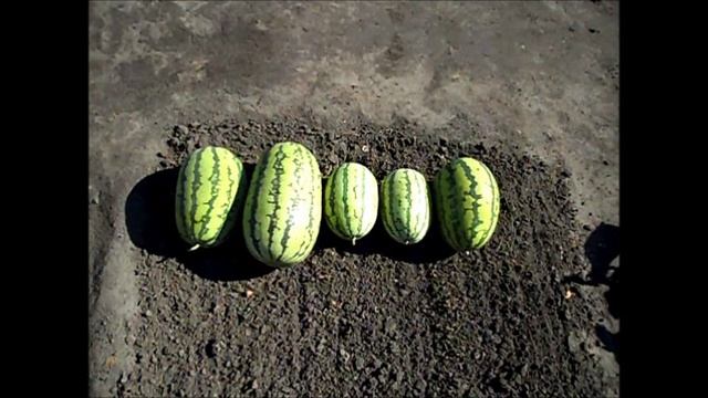 Арбузы в открытом грунте в середине сентября