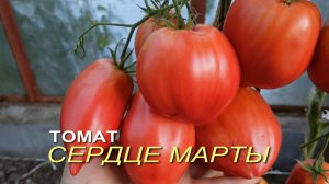 Томат СЕРДЦЕ МАРТЫ (Martas Heart). Обзор сотов ТОМАТОВ!