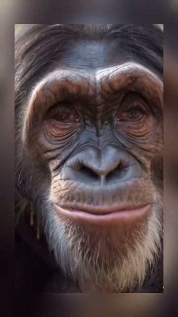 Джо Дассен очень изменился смотреть онлайн