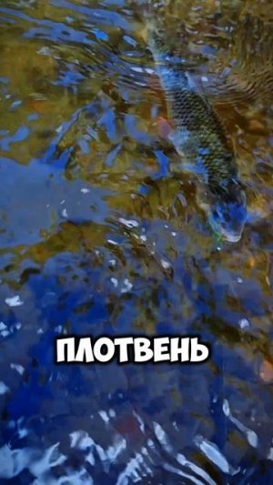 УХ ТЫ! 😳 #рыбалка #спиннинг #мормышинг #поклевка #трофей