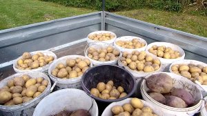 Рекордный урожай картошки.