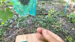 Гф Камелия селекции Павловского Е. Г с хорошим мускатом и крупной ягодой.