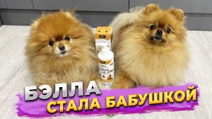 Шпиц Бэлла стала бабушкой. Масло лососевое Vividus помогает собаке в период линьки
