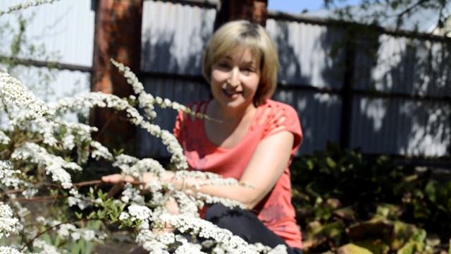 Уход за спиреей серой Грефшейм