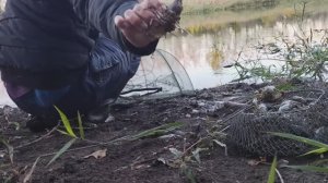 ТАКОГО УЛОВА ОТ КИТАЙСКОЙ РАКОЛОВКИ я не ожидал. Ловля раков