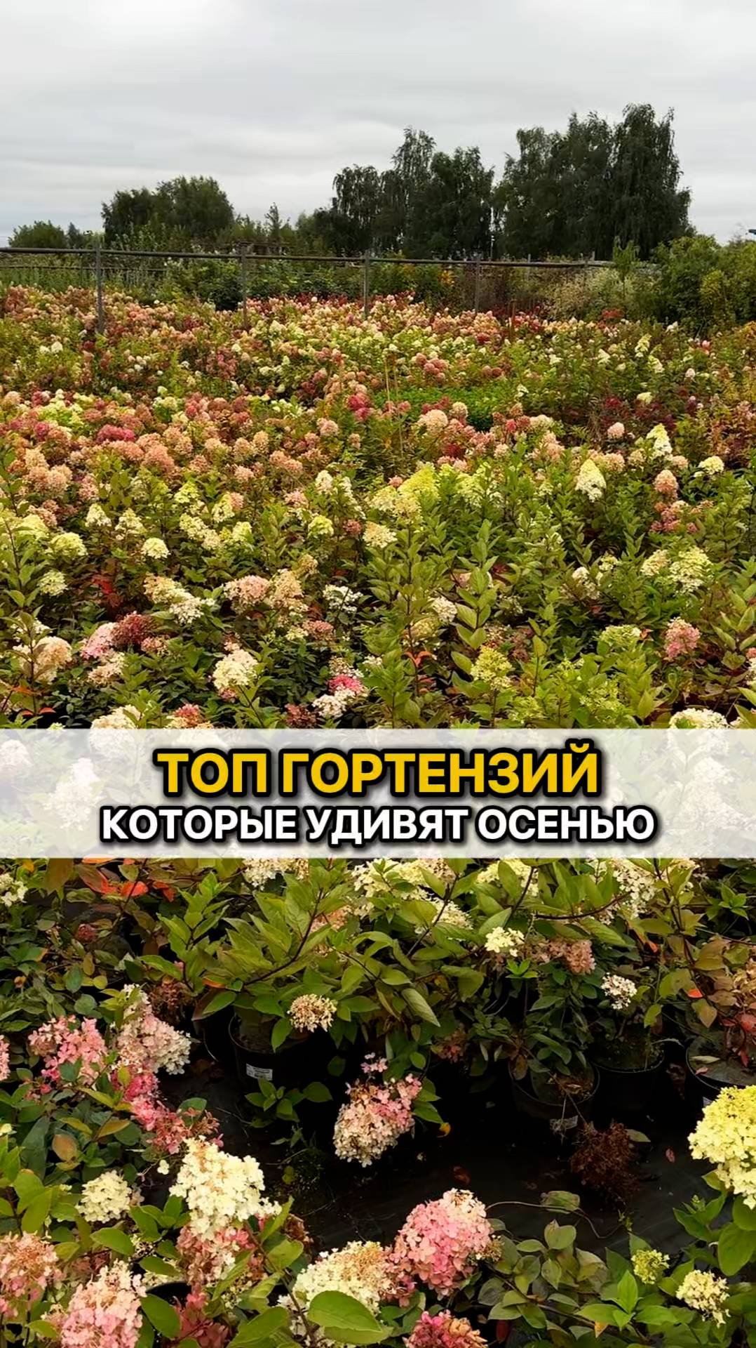 ТОП гортензий, которые удивят осенью!