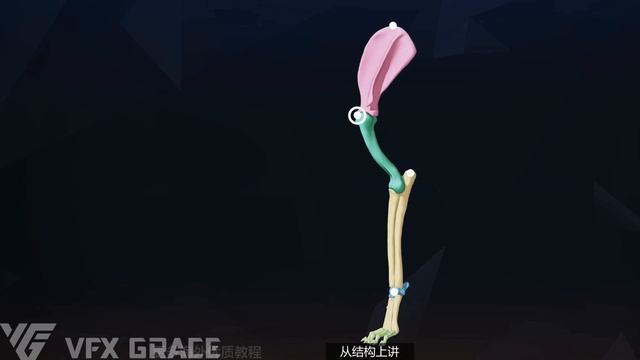 04 Skeletal Structure смотреть онлайн