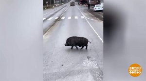 Кабаны с большой дороги... А также лоси, зайцы и коза по имени Булочка. Доброе утро. Фрагмент вып...