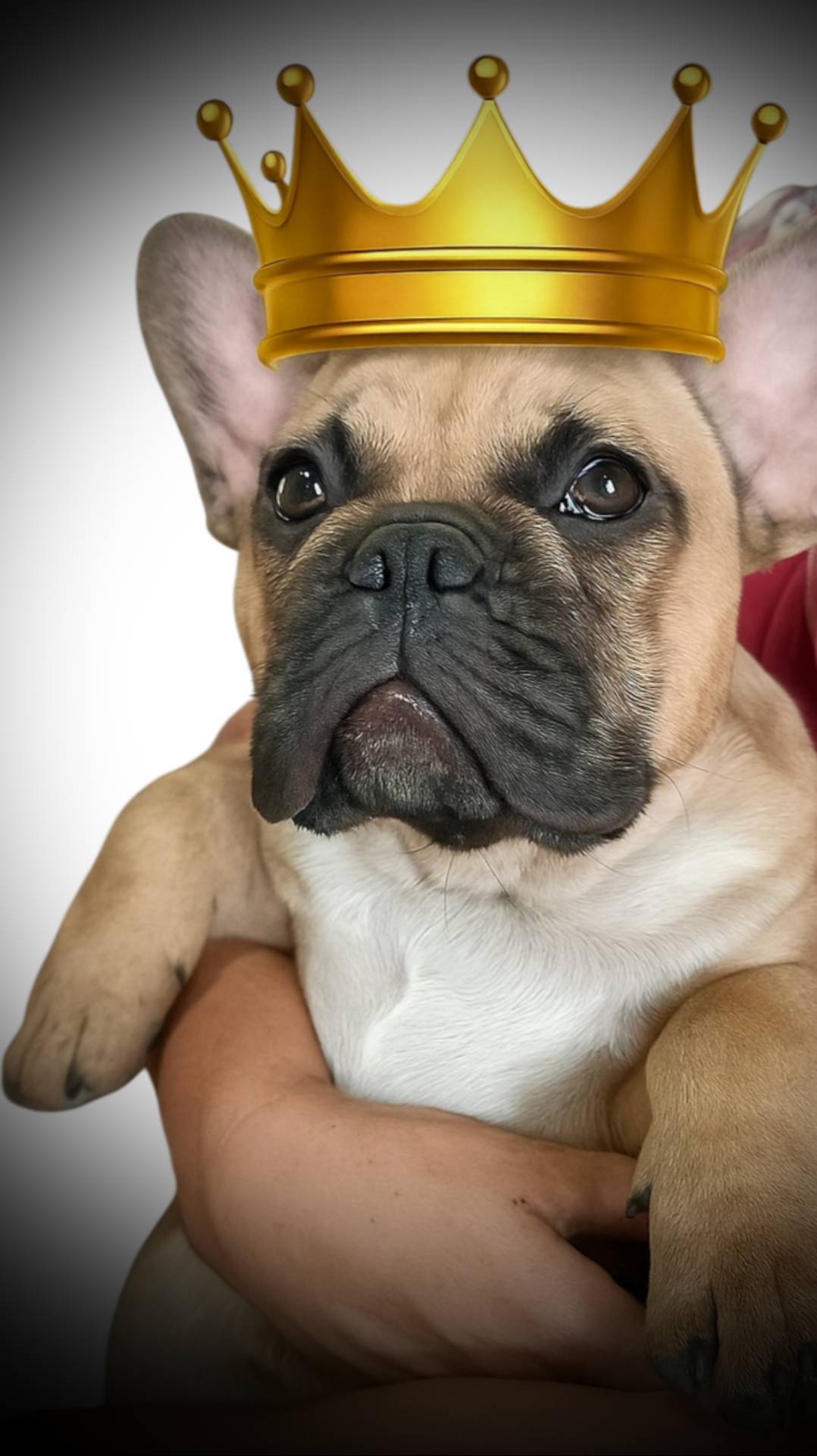 Когда ты - король двора. Французский бульдог в своём стиле.