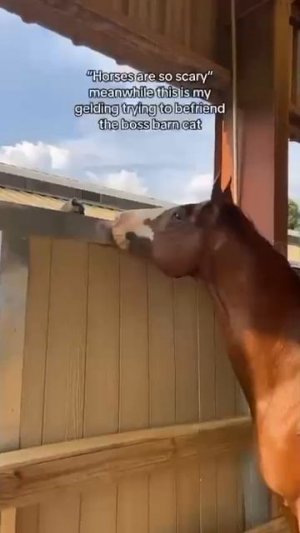 Немного юмора.