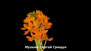 Музыка Для Души ,,ЦВЕТЫ БЕЗ ПОВОДА,,  Музыка Сергей Грищук #МУЗЫКА #КРАСИВАЯМУЗЫКА