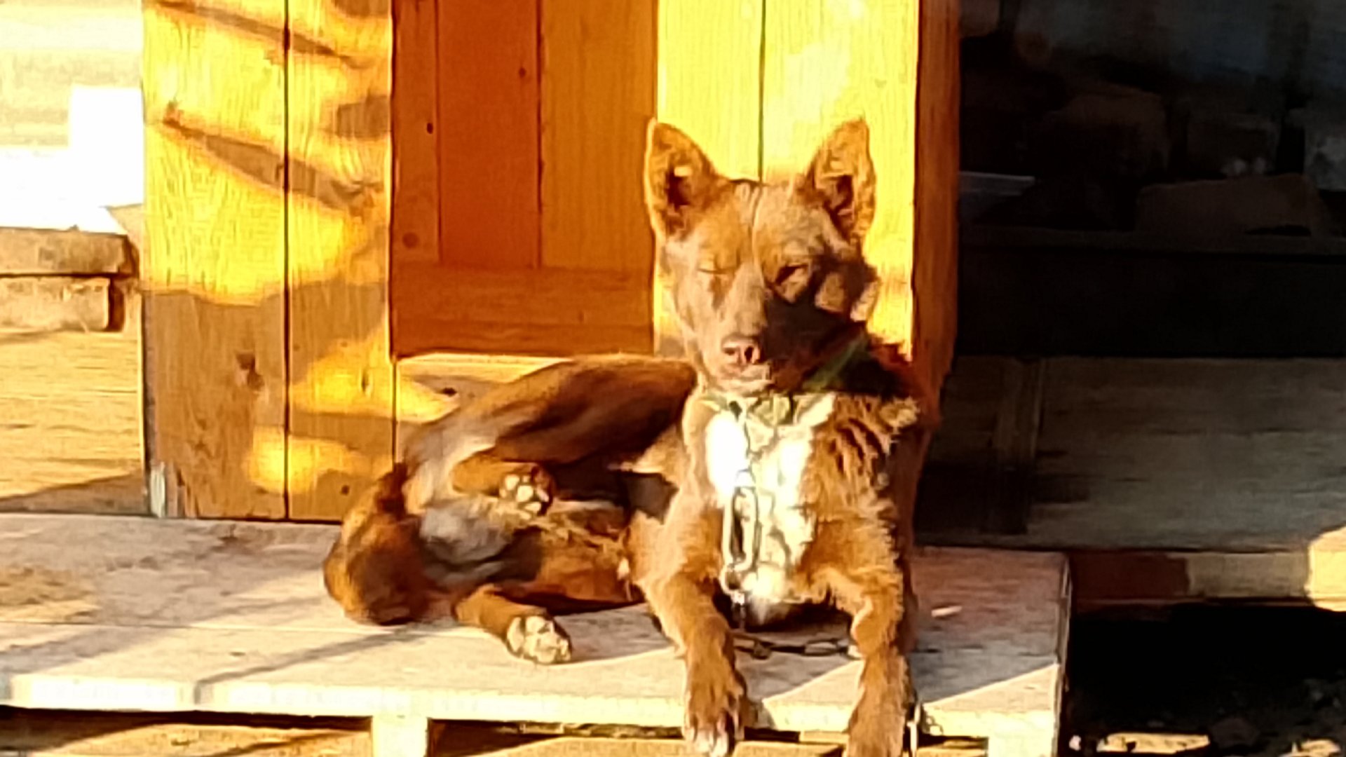 Мишкино утро! Наступило рыжее Бабье лето! Всем, хорошего настроения! 🌾🍂🍁 смотреть онлайн