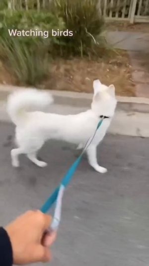 Забавные животные