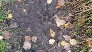 медведь у поселка