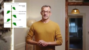 Биология 6 класс. 4 урок. Корень и побег. Подготовка к ВПР, бесплатно. Sdavalka.ru