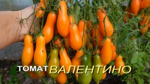 Томат ВАЛЕНТИНО (Valentino). Обзор сортов ТОМАТОВ!