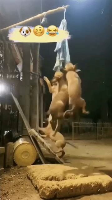 Щенки и веселая карусель смотреть онлайн