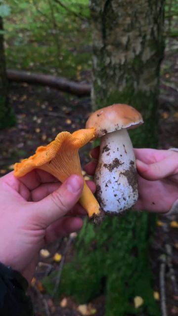 Кто-то сорвал и бросил грибы — я их собрал!