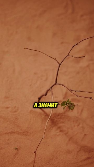 Кавказ — солнечный и щедрый регион с богатой кухней.