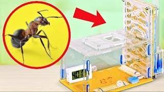 Как построить МУРАВЬИНУЮ ФЕРМУ ДОМА смотреть онлайн