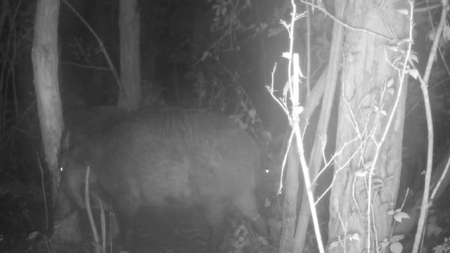 Видео фото ловушки смотреть онлайн