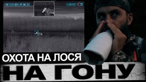 Охота на лося на гону