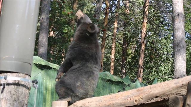 Уссурийские белогрудые медвежата. Фима лежит с кабачками, а Дуся позирует 11.09.2025 смотреть онлайн