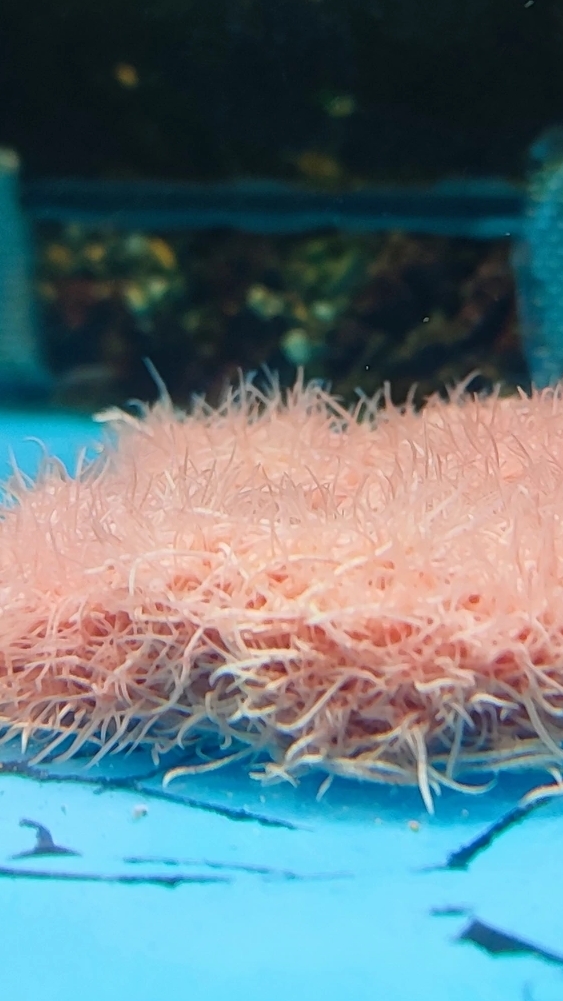 Кормлю рыбок гуппи трубочником ИЗЯ смотреть онлайн